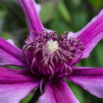 <em>Clematis</em> SAPHYRA Double Rose 'Cleminov29' 14/05/2017