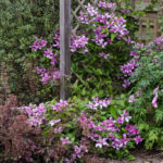 <em>Clematis</em> SAPHYRA Double Rose 'Cleminov29' 29/06/2018