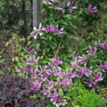 <em>Clematis</em> SAPHYRA Double Rose 'Cleminov29' 30/05/2019