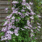 <em>Clematis</em> Samaritan Jo 03/10/2019