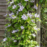 <em>Clematis</em> 'Samaritan Jo' 09/09/2022