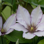 <em>Clematis</em> 'Samaritan Jo' 12/05/2022