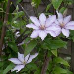 <em>Clematis</em> Samaritan Jo 23/10/2025