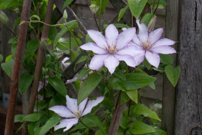 Assez belle remontée d'octobre