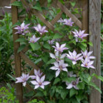 <em>Clematis</em> 'Samaritan Jo' 27/05/2018