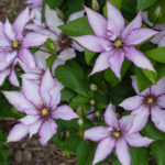 <em>Clematis</em> 'Samaritan Jo' 27/05/2018