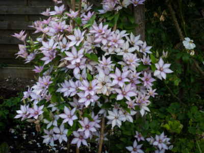 Pleine floraison fin mai 2026