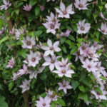 <em>Clematis</em> Samaritan Jo 30/05/2019