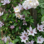 <em>Clematis</em> Samaritan Jo 30/05/2019