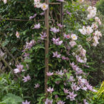 <em>Clematis</em> Samaritan Jo 30/05/2019