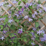 <em>Clematis integrifolia</em> ‘Arabella’ 08/06/2026