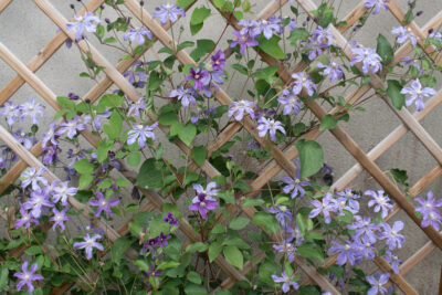 pleine floraison mi juin 2026
