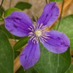 <em>Clematis integrifolia</em> ‘Arabella’ 23/05/2025