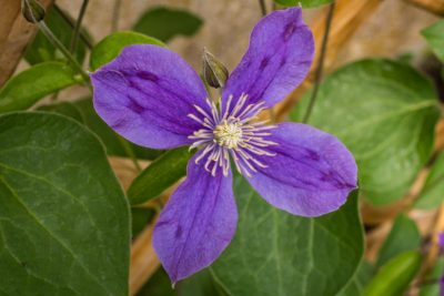 Première année de floraison - mai 2025