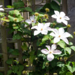 <em>Clematis patens</em> Caroline 08/06/2026