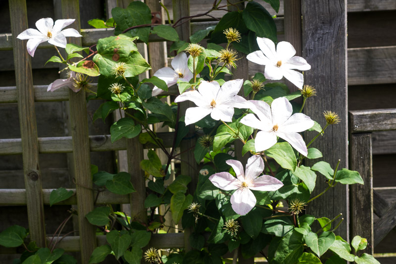 Fin de floraison mi-juin 2026