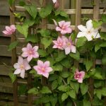 <em>Clematis patens</em> Caroline 22/05/2025