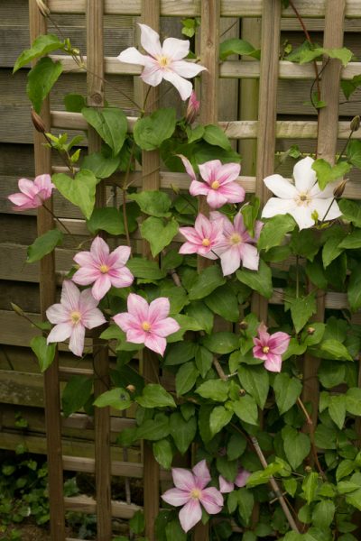 pleine floraison fin mai 2025