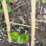 <em>Clematis patens</em> 'Mme Lecoultre' 08/06/2026