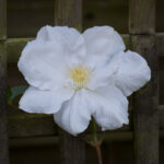 <em>Clematis patens</em> 'Mme Lecoultre' 26/04/2026