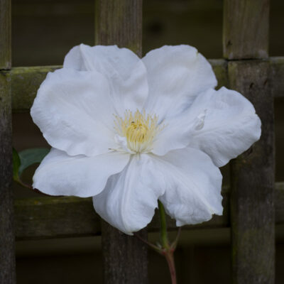 Première fleur après plantation