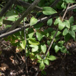 <em>Clematis patens</em> ‘Rebecca’ 08/06/2026