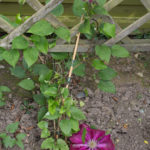 <em>Clematis patens</em> ‘Rebecca’ 12/05/2024