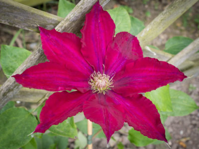 floraison de mai 2024
