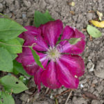<em>Clematis patens</em> ‘Rebecca’ 12/05/2024