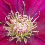 <em>Clematis patens</em> ‘Rebecca’ 12/05/2024
