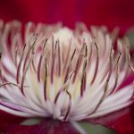 <em>Clematis patens</em> ‘Rebecca’ 13/05/2025