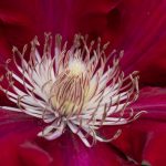 <em>Clematis patens</em> ‘Rebecca’ 13/05/2025