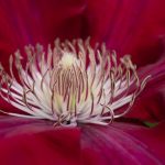 <em>Clematis patens</em> ‘Rebecca’ 13/05/2025