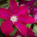 <em>Clematis patens</em> ‘Rebecca’ 13/05/2025
