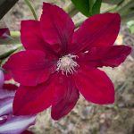 <em>Clematis patens</em> ‘Rebecca’ 13/05/2025