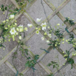 <em>Clematis (x) cartmanii</em> ‘Avalanche’ 04/04/2026