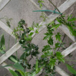 <em>Clematis (x) cartmanii</em> ‘Avalanche’ 08/06/2026