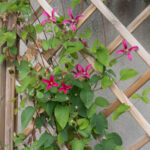 <em>Clematis x texensis</em> Princess Diana 08/06/2026