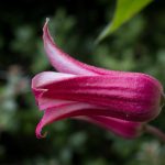 <em>Clematis x texensis</em> Princess Diana 28/05/2025