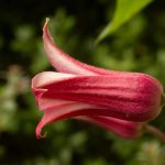 <em>Clematis x texensis</em> Princess Diana 28/05/2025