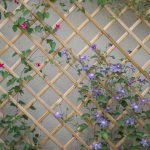 <em>Clematis x texensis</em> Princess Diana 31/05/2025