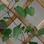 <em>Clematis x texensis</em> Princess Diana 31/05/2025
