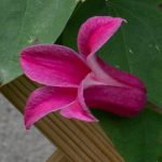 <em>Clematis x texensis</em> Princess Diana 31/05/2025