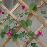 <em>Clematis x texensis</em> Princess Diana 31/05/2025