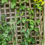 <em>Clematis</em> ‘Forever Friends’ 08/06/2026