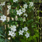 <em>Clematis</em> ‘Forever Friends’ 30/06/2022