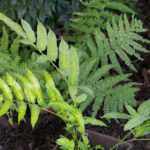 at planting under the pergola