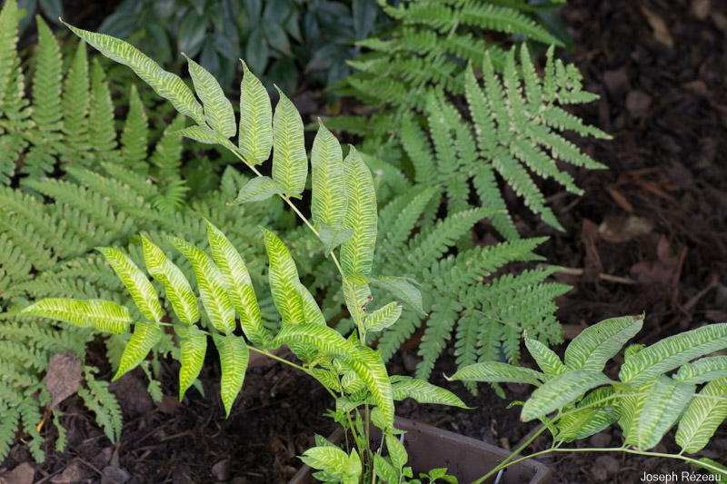 at planting under the pergola