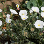 <em>Convolvulus cneorum</em> 19/05/2023