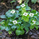 <em>Cornus canadensis</em> 04/05/2022